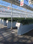 twins farm 真岡いちご園に投稿された画像（2025/2/15）