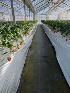 twins farm 真岡いちご園に投稿された画像（2025/2/14）