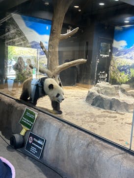 恩賜上野動物園に投稿された画像（2025/2/14）