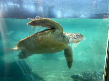 新江ノ島水族館に投稿された画像（2025/2/15）