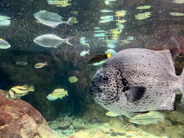 新江ノ島水族館に投稿された画像（2025/2/15）