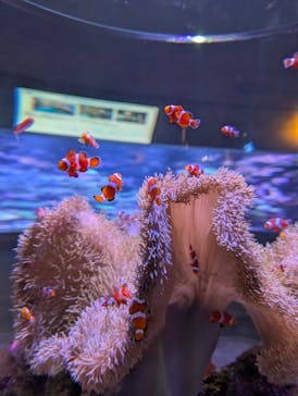 大分マリーンパレス水族館 「うみたまご」に投稿された画像（2025/2/15）