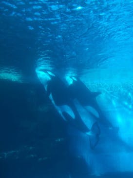 名古屋港水族館に投稿された画像（2025/2/15）