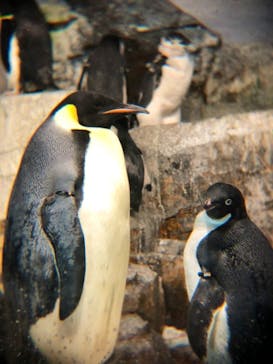 名古屋港水族館に投稿された画像（2025/2/15）