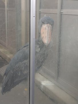 恩賜上野動物園に投稿された画像（2025/2/15）