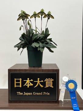 世界らん展2026-花と緑の祭典-に投稿された画像（2025/2/15）