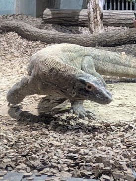 名古屋市東山動植物園に投稿された画像（2025/2/15）