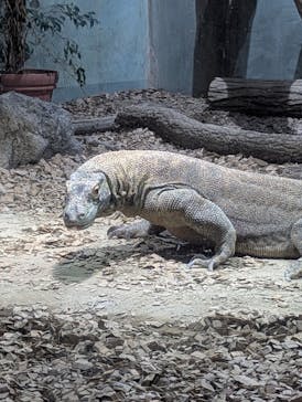 名古屋市東山動植物園に投稿された画像（2025/2/15）