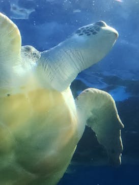 しながわ水族館に投稿された画像（2025/2/15）