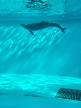 しながわ水族館に投稿された画像（2025/2/15）