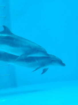 しながわ水族館に投稿された画像（2025/2/15）