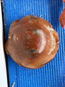 新江ノ島水族館に投稿された画像（2025/2/15）