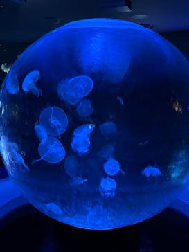 新江ノ島水族館に投稿された画像（2025/2/15）