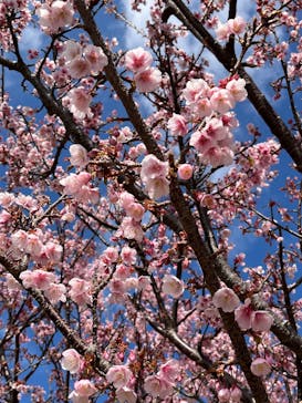 ニューヨークランプミュージアム＆フラワーガーデンに投稿された画像（2025/2/15）