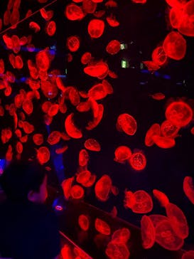 名古屋港水族館に投稿された画像（2025/2/15）