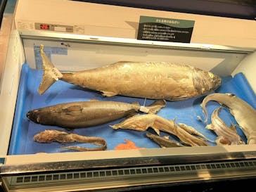 新江ノ島水族館に投稿された画像（2025/2/15）