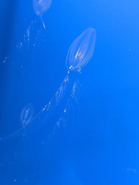 新江ノ島水族館に投稿された画像（2025/2/15）