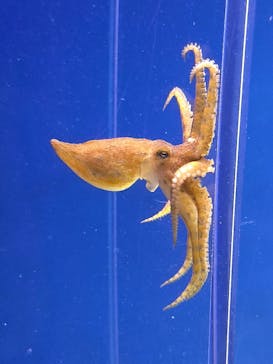 新江ノ島水族館に投稿された画像（2025/2/15）