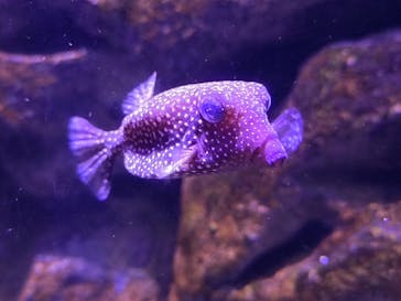 新江ノ島水族館に投稿された画像（2025/2/15）