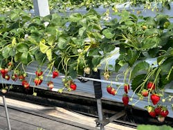 町田いちご狩り農園に投稿された画像（2025/2/15）