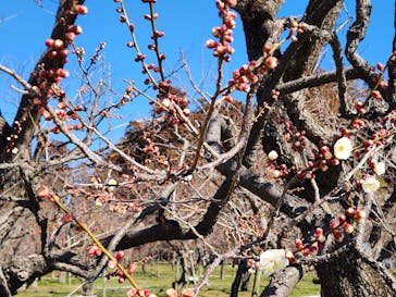 偕楽園本園に投稿された画像（2025/2/15）