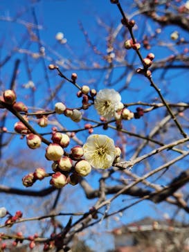 偕楽園本園に投稿された画像（2025/2/15）
