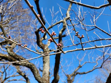 偕楽園本園に投稿された画像（2025/2/15）