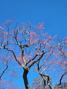 偕楽園本園に投稿された画像（2025/2/15）