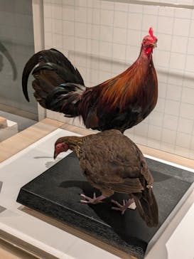 特別展「鳥 ～ゲノム解析が解き明かす新しい鳥類の系統～」国立科学博物館に投稿された画像（2025/2/15）