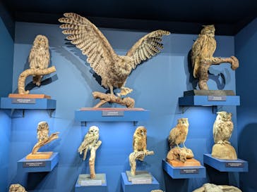 特別展「鳥 ～ゲノム解析が解き明かす新しい鳥類の系統～」国立科学博物館に投稿された画像（2025/2/15）