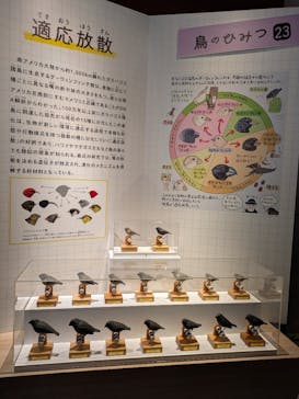 特別展「鳥 ～ゲノム解析が解き明かす新しい鳥類の系統～」国立科学博物館に投稿された画像（2025/2/15）