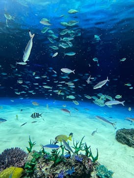 サンシャイン水族館に投稿された画像（2025/2/15）