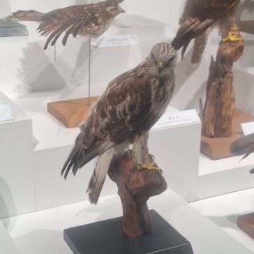 特別展「鳥 ～ゲノム解析が解き明かす新しい鳥類の系統～」国立科学博物館に投稿された画像（2025/2/15）
