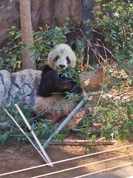 恩賜上野動物園に投稿された画像（2025/2/15）