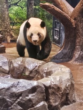 恩賜上野動物園に投稿された画像（2025/2/15）
