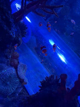 レゴランドⓇ・ジャパン・リゾートに投稿された画像（2025/2/15）