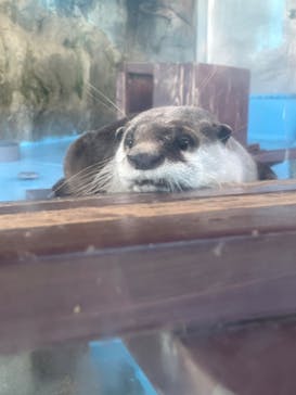 ゼロ距離水族館 伊勢シーパラダイスに投稿された画像（2025/2/15）