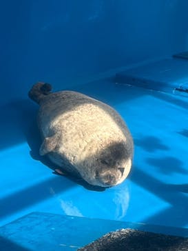 ゼロ距離水族館 伊勢シーパラダイスに投稿された画像（2025/2/15）