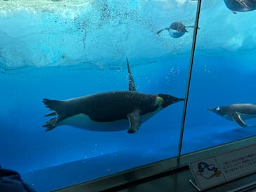 名古屋港水族館に投稿された画像（2025/2/15）