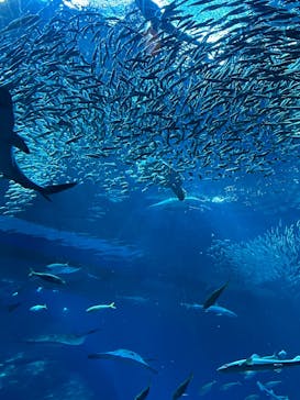 アクアワールド茨城県大洗水族館に投稿された画像（2025/2/15）