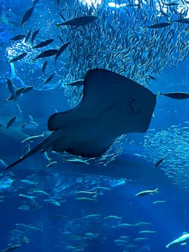アクアワールド茨城県大洗水族館に投稿された画像（2025/2/15）