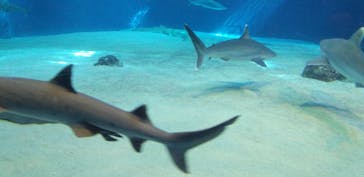 沖縄美ら海水族館に投稿された画像（2025/2/15）