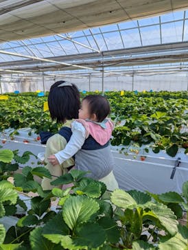 軽井沢ガーデンファームいちご園に投稿された画像（2025/2/15）