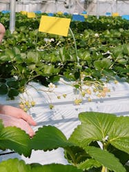 軽井沢ガーデンファームいちご園に投稿された画像（2025/2/15）