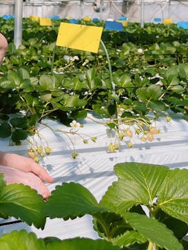 軽井沢ガーデンファームいちご園に投稿された画像（2025/2/15）