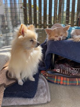 しろとり動物園に投稿された画像（2025/2/16）