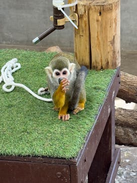 しろとり動物園に投稿された画像（2025/2/16）