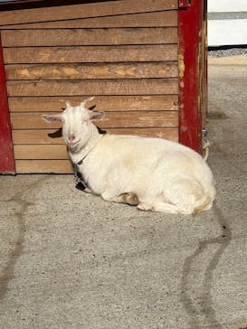 しろとり動物園に投稿された画像（2025/2/16）