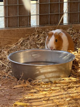 しろとり動物園に投稿された画像（2025/2/16）