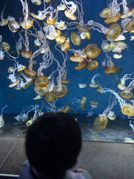 新江ノ島水族館に投稿された画像（2025/2/16）